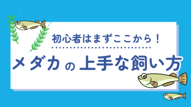 初心者必見 メダカの飼い方 タオめだかブログ