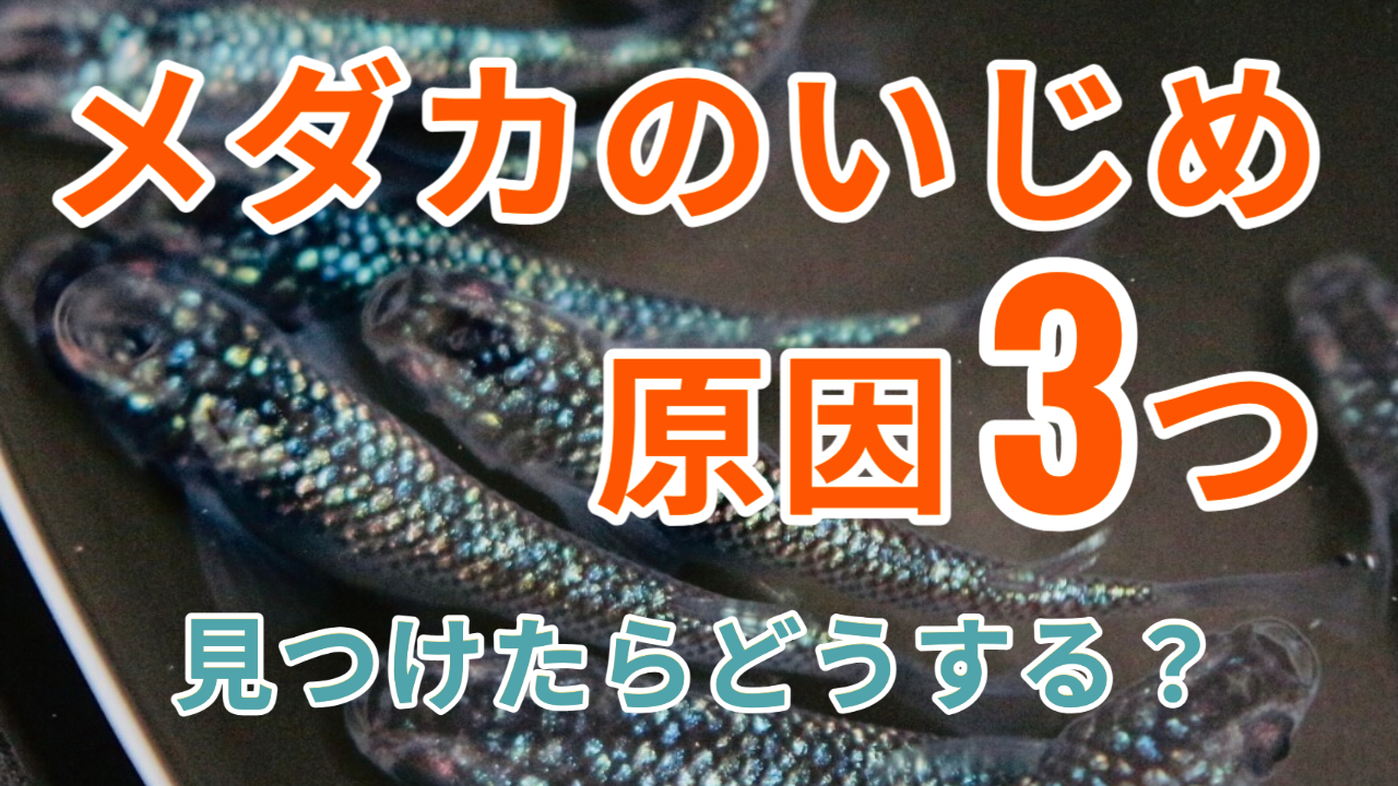 メダカの病気一覧 種類と対処法をお伝えします メダ活のススメ