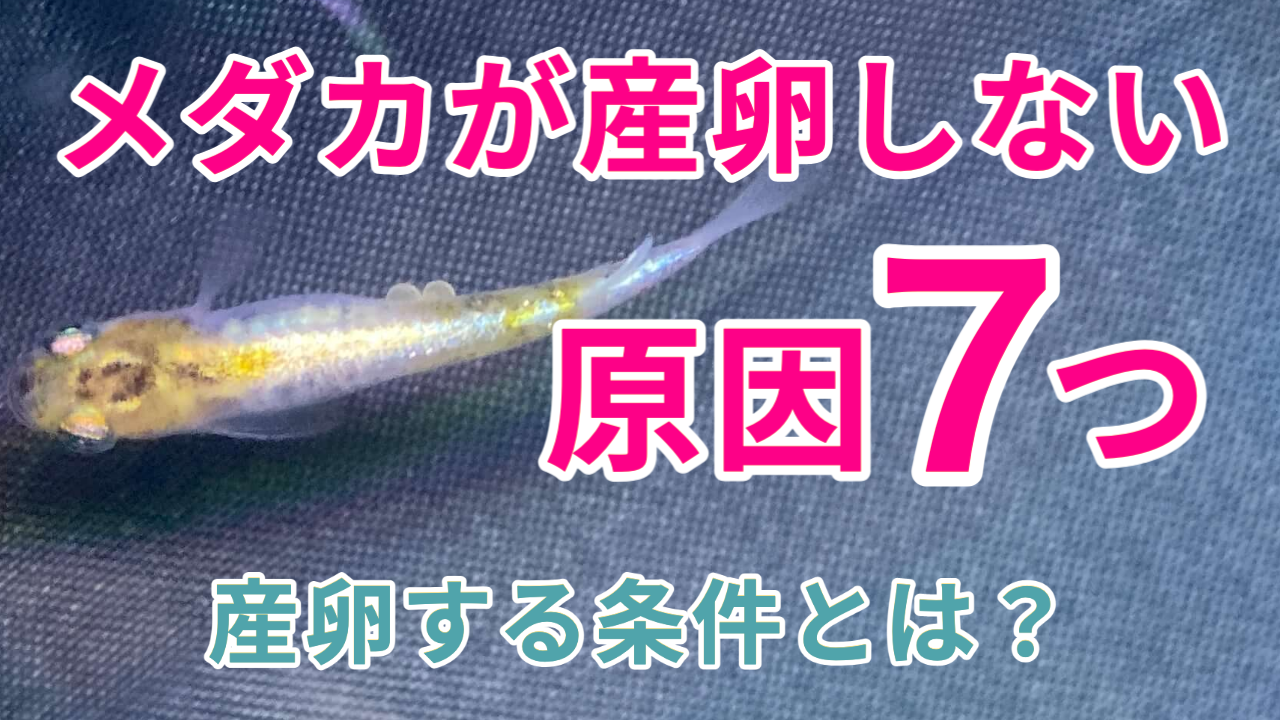 初心者必見 メダカの飼い方 タオめだかブログ