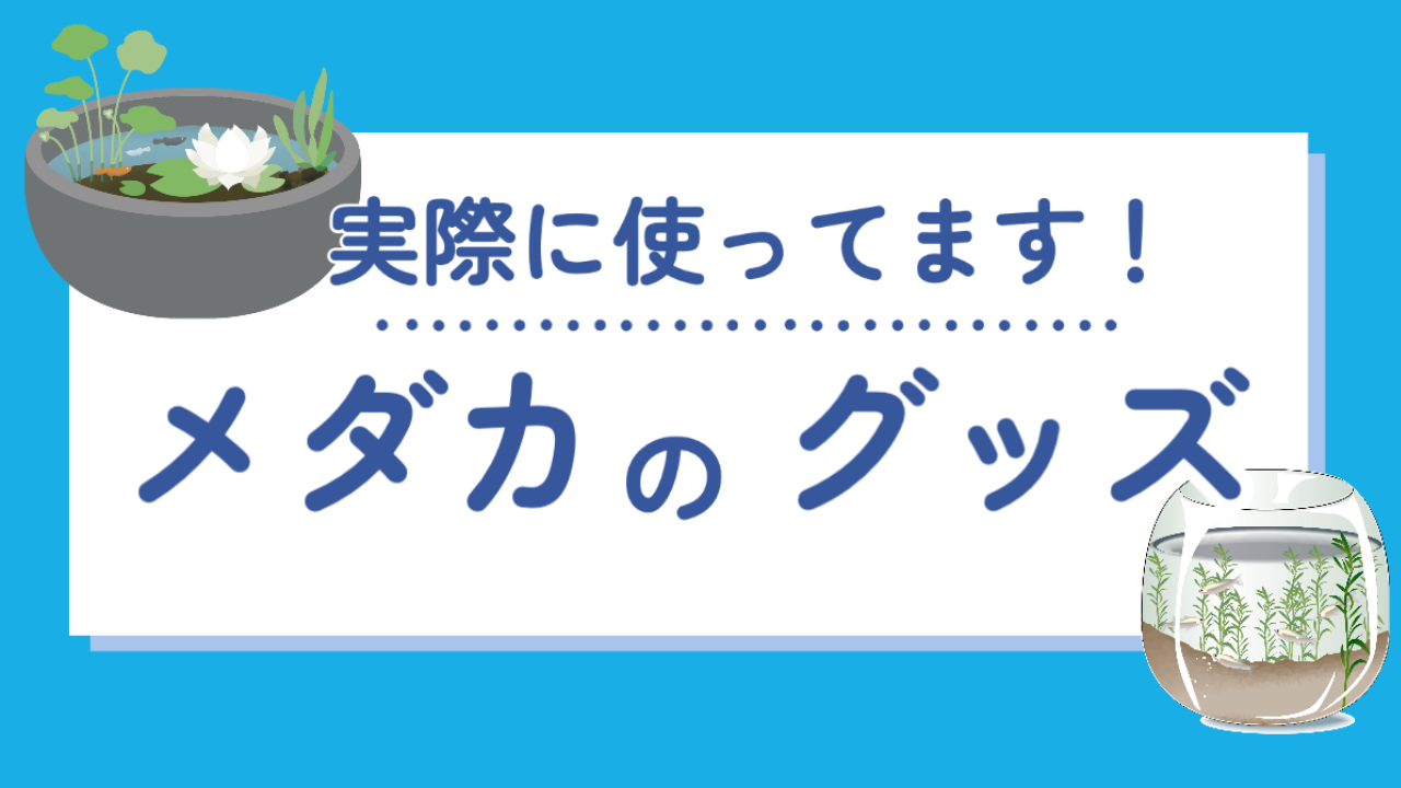 実際に使ってます おすすめのメダカ関連グッズ一覧 メダ活のススメ