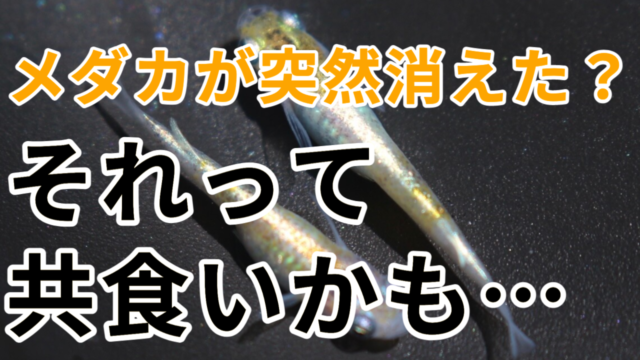 メダカは共食いします 共食いをする理由と防ぐ方法とは タオめだかブログ
