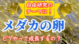 竜章鳳姿メダカの作り方は 固定率 値段 販売箇所を解説します タオめだかブログ