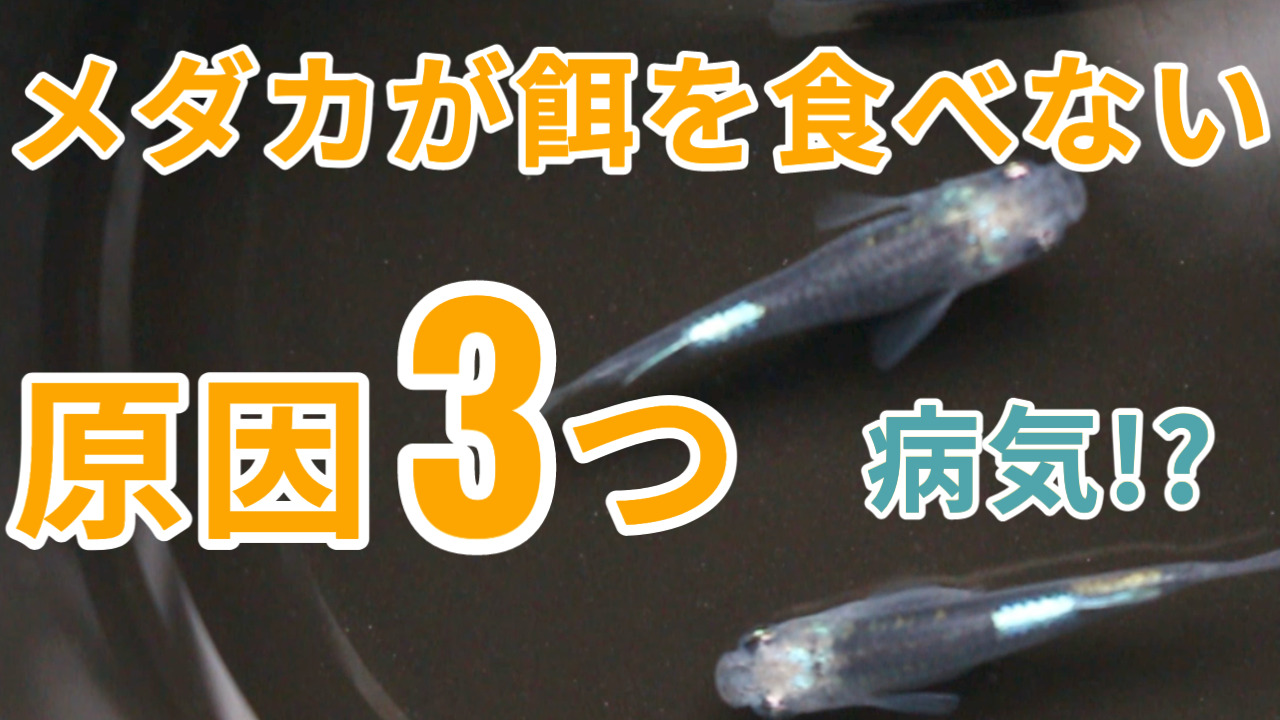 メダカの病気一覧 種類と対処法をお伝えします メダ活のススメ