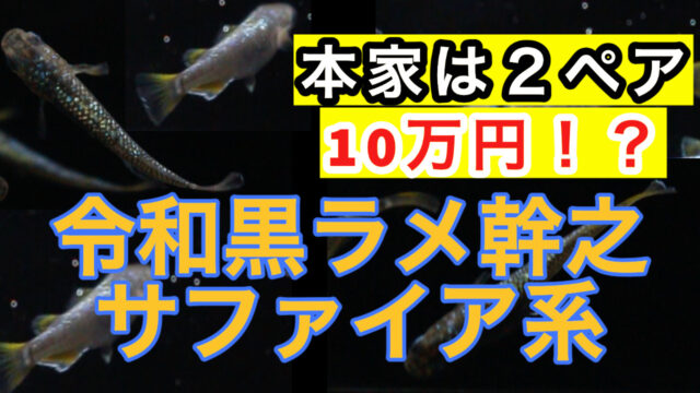 令和黒ラメ幹之サファイア系の特徴とは？お迎えしたので紹介します！|メダ活のススメ