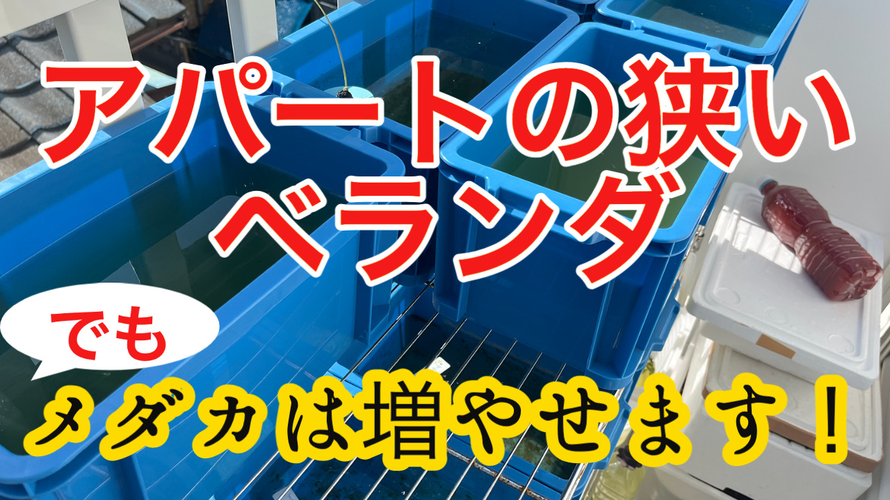 メダカを狭いアパートのベランダで飼うための工夫とは？｜タオめだかブログ