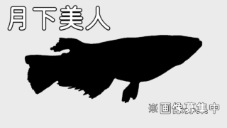 月下美人メダカの特徴・作り方・固定率や値段について紹介します！|メダ活のススメ