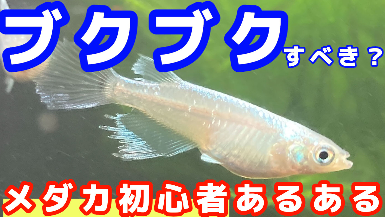 驚くべき価格 メダカ飼育ケース4個 緑３６L オーバーフロー加工済