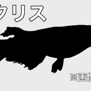 レクリスメダカの特徴・作出元・作り方・値段について紹介します！|メダ活のススメ