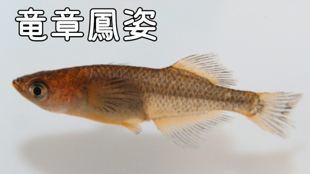 宗ちゃんメダカ】織姫若魚1ペア - 魚類、水生生物