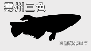 雲州三色メダカの特徴・作り方・固定率・見分け方について紹介します！|メダ活のススメ