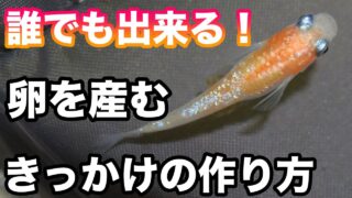 メダカの産卵を誘発して卵を取る方法を紹介！|メダ活のススメ