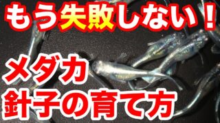 【皆んな失敗します】メダカの針子飼育のポイントを紹介！|メダ活のススメ