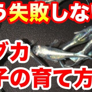 皆んな失敗します】メダカの針子飼育のポイントを紹介！|メダ活のススメ