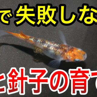 メダカの卵と針子の育て方：失敗しないための完全ガイド|メダ活のススメ