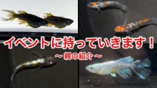 タオめだか】2024年度の今飼育しているメダカの品種を紹介します！|メダ活のススメ