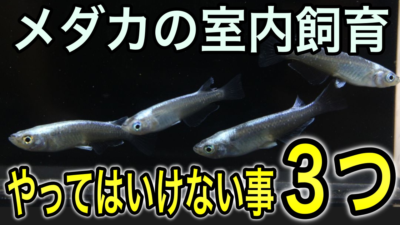 【こんな飼い方はダメ】メダカの室内飼育でやってはいけない３つのこと