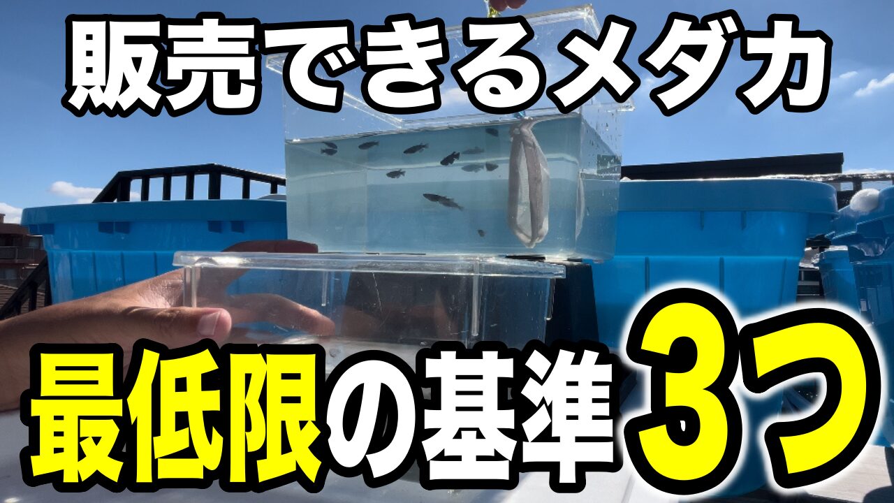 【実例紹介】メダカの選別から販売までの流れを解説