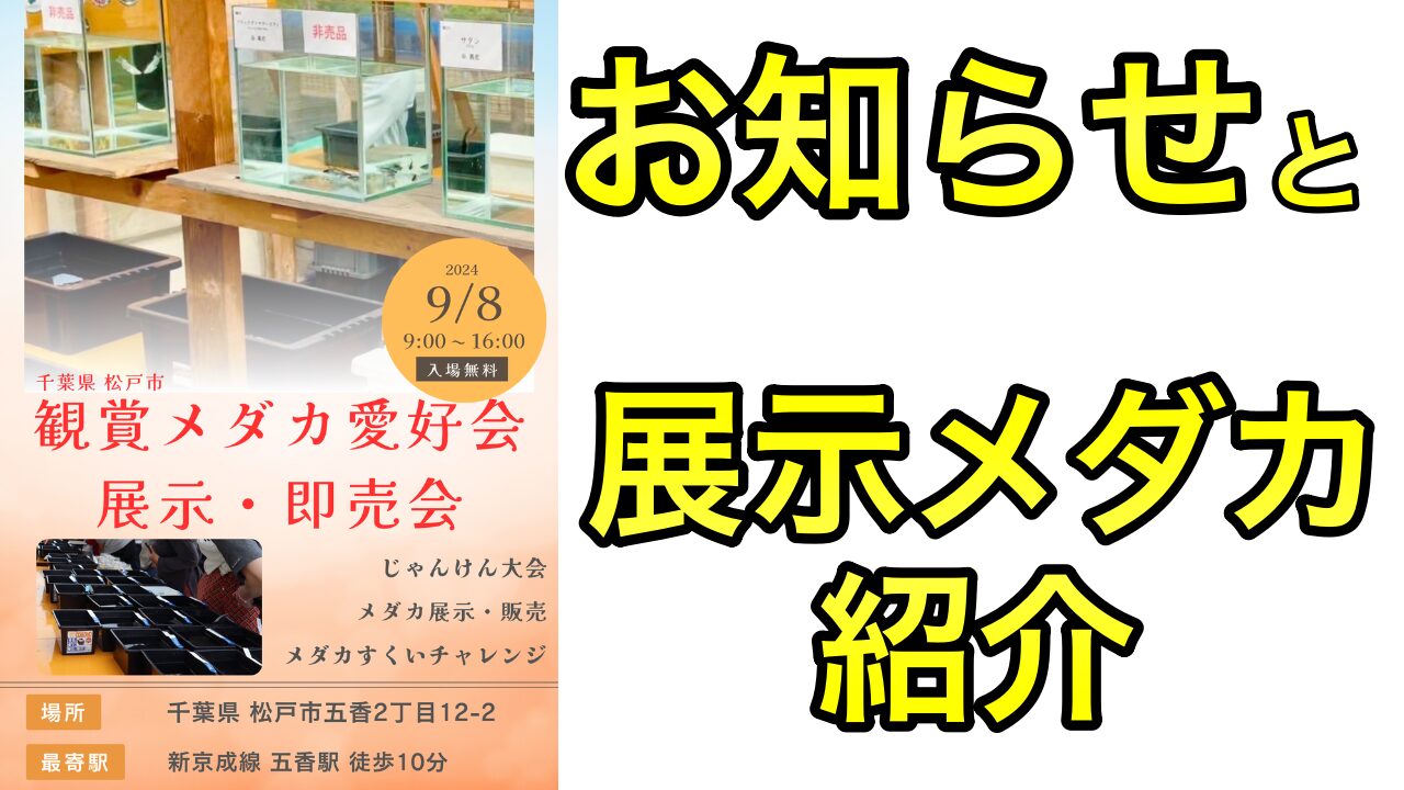 2024年千葉県松戸市鑑賞メダカ愛好会のめだか展示&即売会のお知らせ