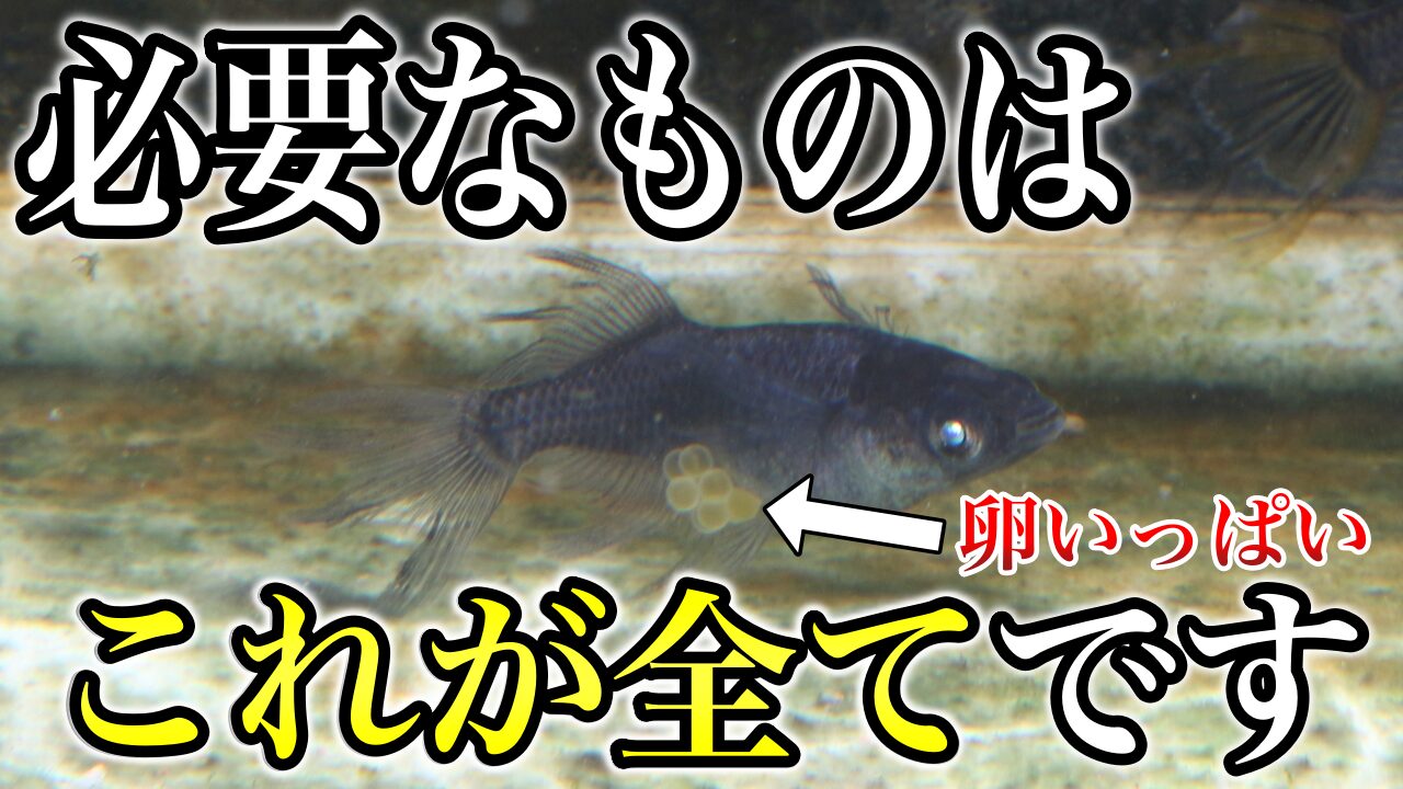 【メダカ加温飼育】室内で加温をしてメダカを増やす方法！