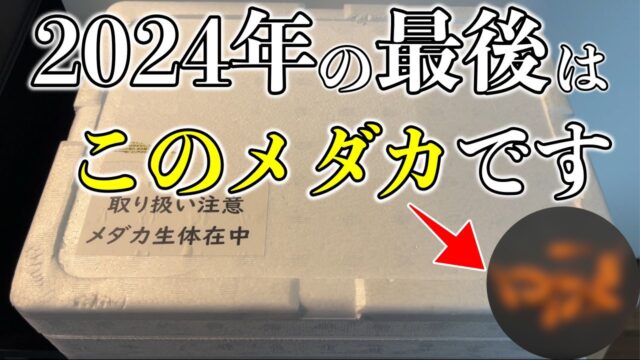 時代を超えて沢山のメダカ愛好家から愛されているめだかが届きました！